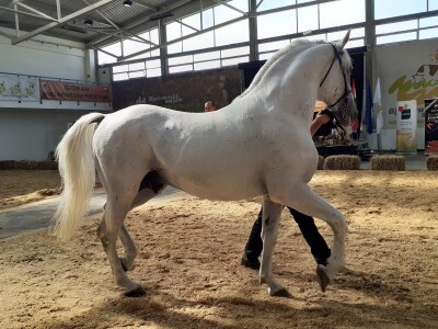 Izložba konja u Gudovcu