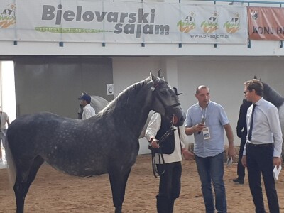 Izložba konja u Gudovcu