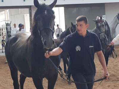 Izložba konja u Gudovcu