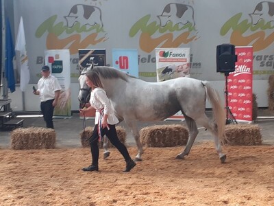 Izložba konja u Gudovcu