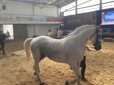 Izložba konja u Gudovcu