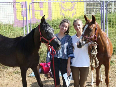 Prva izložba čistokrvih arapskih konja u BiH Prva izložba čistokrvih arapskih konja u BiH