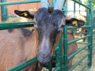 Izložba koza na Novosadskom sajmu