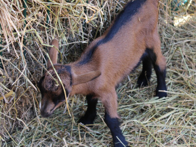 Izložba koza na Novosadskom sajmu Izložba koza na Novosadskom sajmu