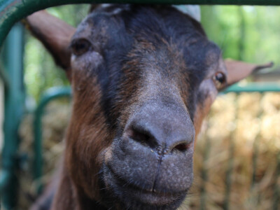 Izložba koza na Novosadskom sajmu