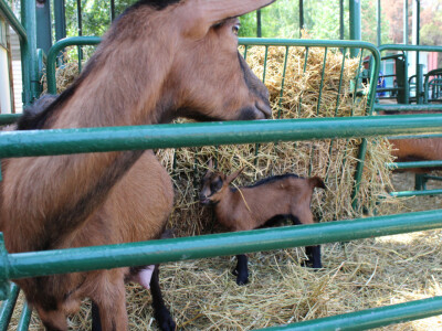 Izložba koza na Novosadskom sajmu
