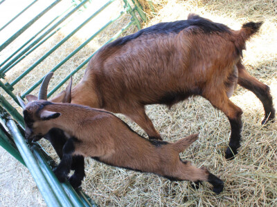 Izložba koza na Novosadskom sajmu Izložba koza na Novosadskom sajmu