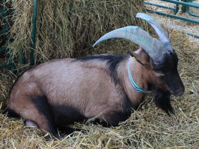 Izložba koza na Novosadskom sajmu