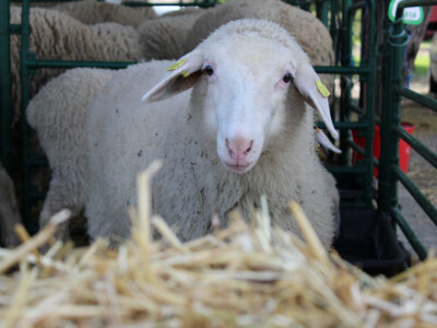 Izložba ovaca na Novosadskom sajmu