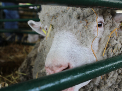 Izložba ovaca na Novosadskom sajmu