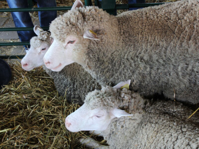 Izložba ovaca na Novosadskom sajmu Izložba ovaca na Novosadskom sajmu