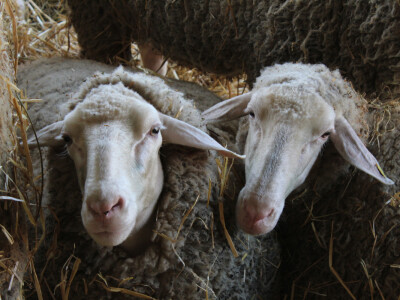 Izložba ovaca na Novosadskom sajmu