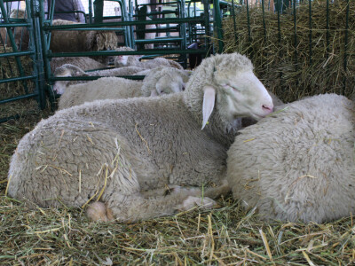 Izložba ovaca na Novosadskom sajmu