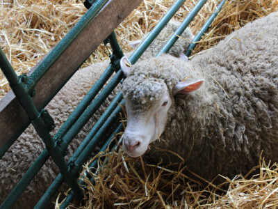 Izložba ovaca na Novosadskom sajmu Izložba ovaca na Novosadskom sajmu