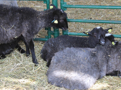 Izložba ovaca na Novosadskom sajmu