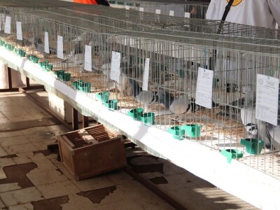 Izložba sitnh životinja u Derventi