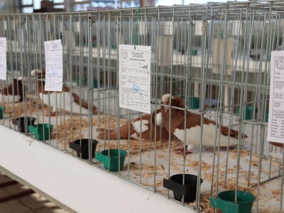 Izložba sitnh životinja u Derventi