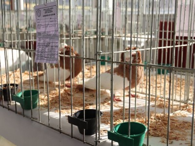 Izložba sitnh životinja u Derventi