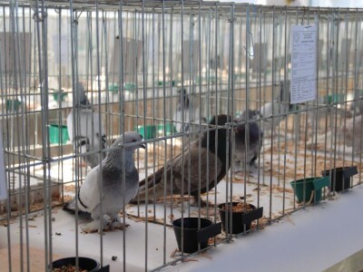 Izložba sitnh životinja u Derventi