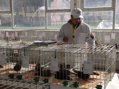 Izložba sitnh životinja u Derventi