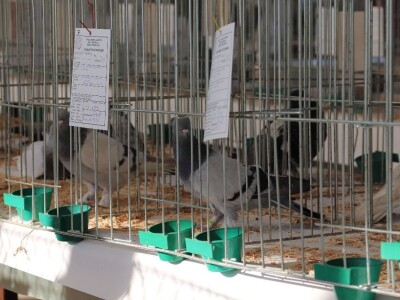 Izložba sitnh životinja u Derventi