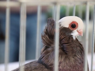 Izložba sitnh životinja u Derventi