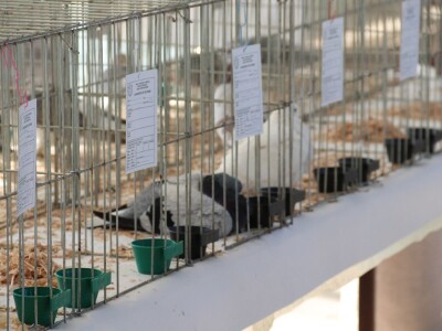 Izložba sitnh životinja u Derventi