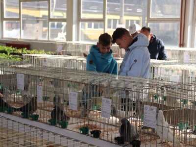 Izložba sitnh životinja u Derventi