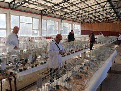 Izložba sitnh životinja u Derventi