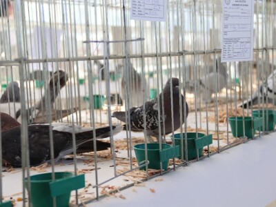 Izložba sitnh životinja u Derventi