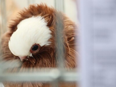 Izložba sitnh životinja u Derventi