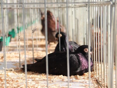 Izložba sitnh životinja u Derventi