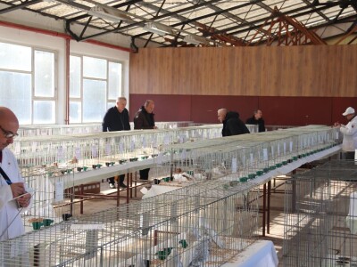 Izložba sitnh životinja u Derventi