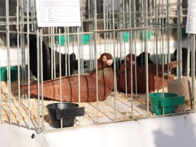 Izložba sitnh životinja u Derventi