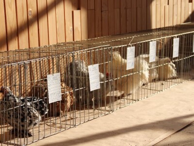 Izložba sitnh životinja u Derventi