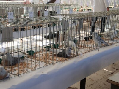 Izložba sitnh životinja u Derventi