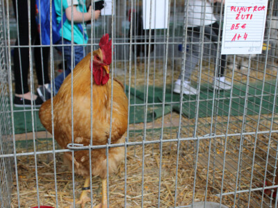 Izložba sitnih životinja Izložba sitnih životinja