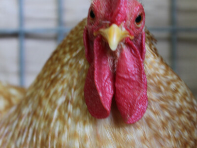 Izložba sitnih životinja Izložba sitnih životinja