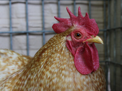 Izložba sitnih životinja Izložba sitnih životinja