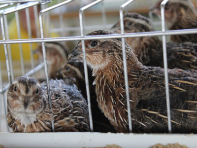 Izložba sitnih životinja Izložba sitnih životinja