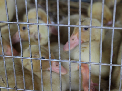 Izložba sitnih životinja