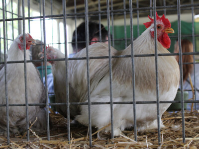 Izložba sitnih životinja