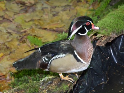 Izložba sitnih životinja u Prijedoru