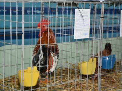 Izložba sitnih životinja u Prijedoru