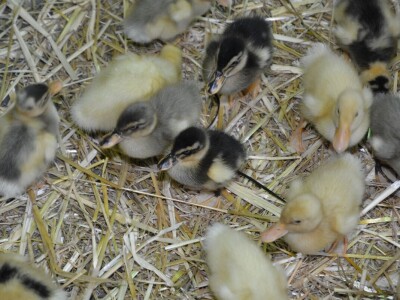 Izložba sitnih životinja u Prijedoru