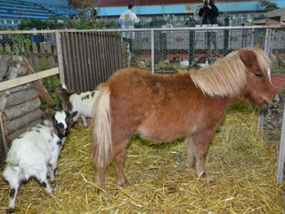 Izložba sitnih životinja u Prijedoru