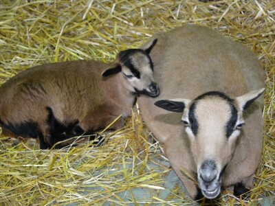 Izložba sitnih životinja u Prijedoru