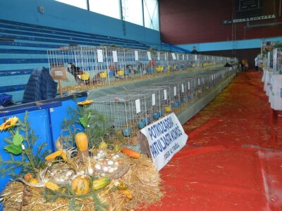 Izložba sitnih životinja u Prijedoru