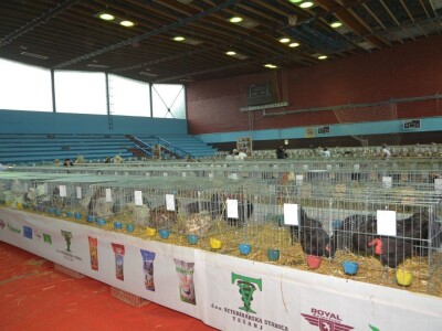 Izložba sitnih životinja u Prijedoru