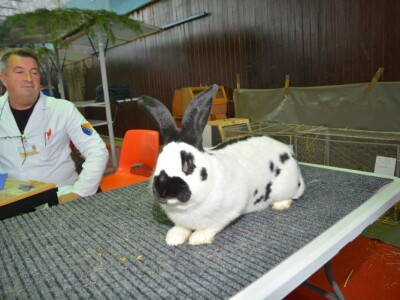 Izložba sitnih životinja u Prijedoru